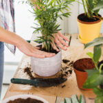 succulent-plant-care